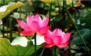 Trí đức